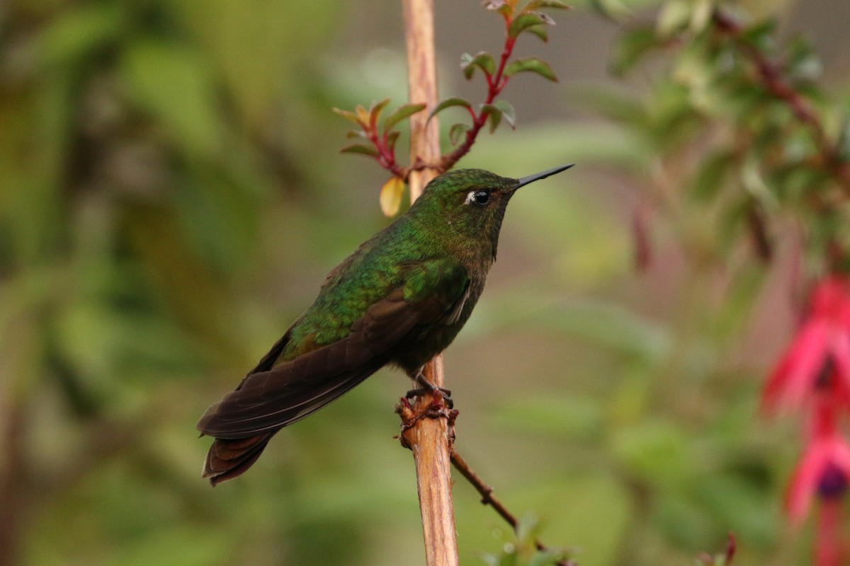 kolibřík dřišťálový (ssp. tyrianthina/quitensis) - ML42362721