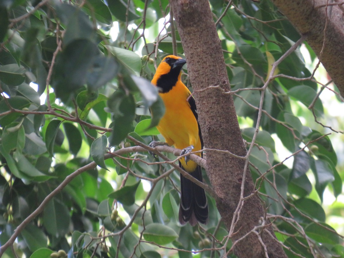 Altamira Oriole - ML423627771