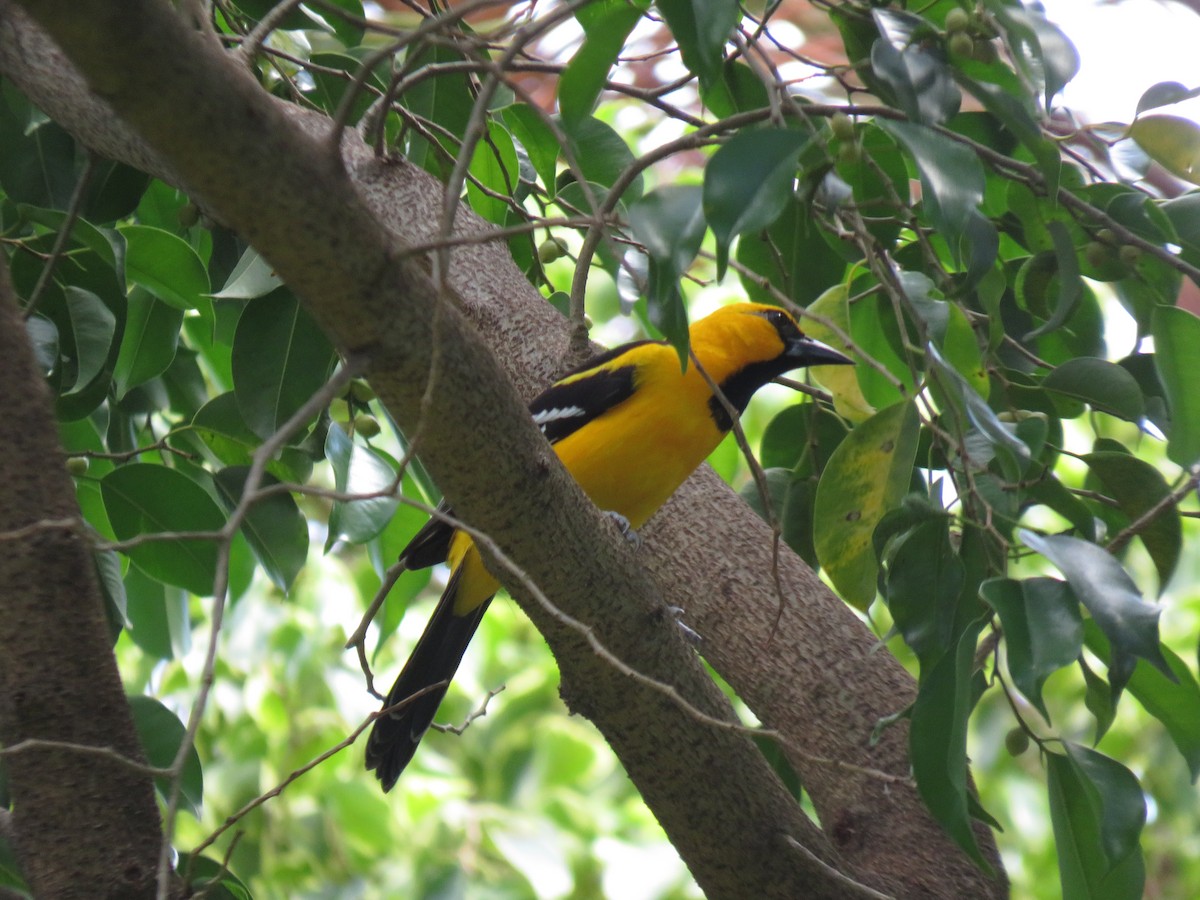 Altamira Oriole - ML423627781