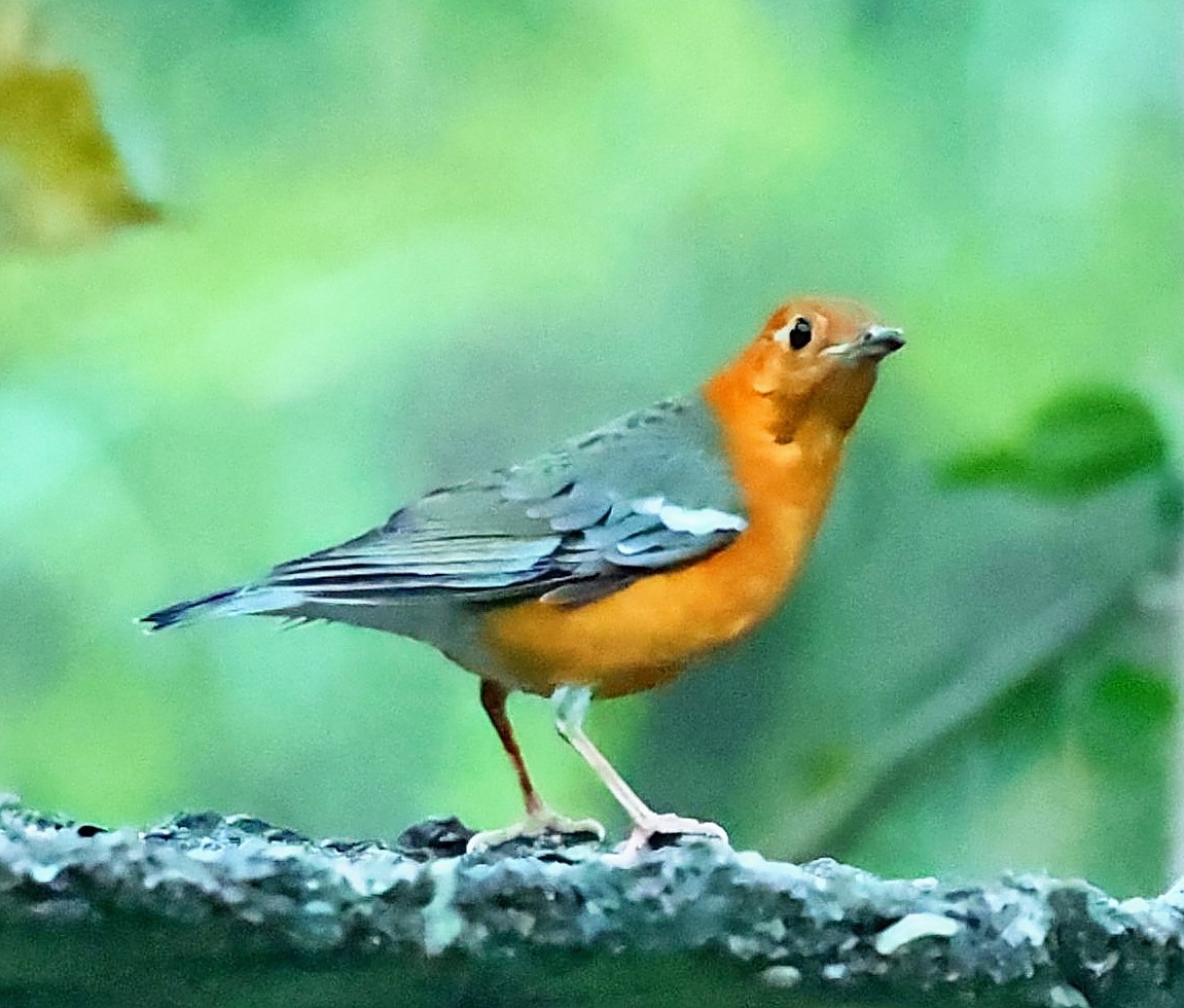 Grive à tête orange - ML423628391