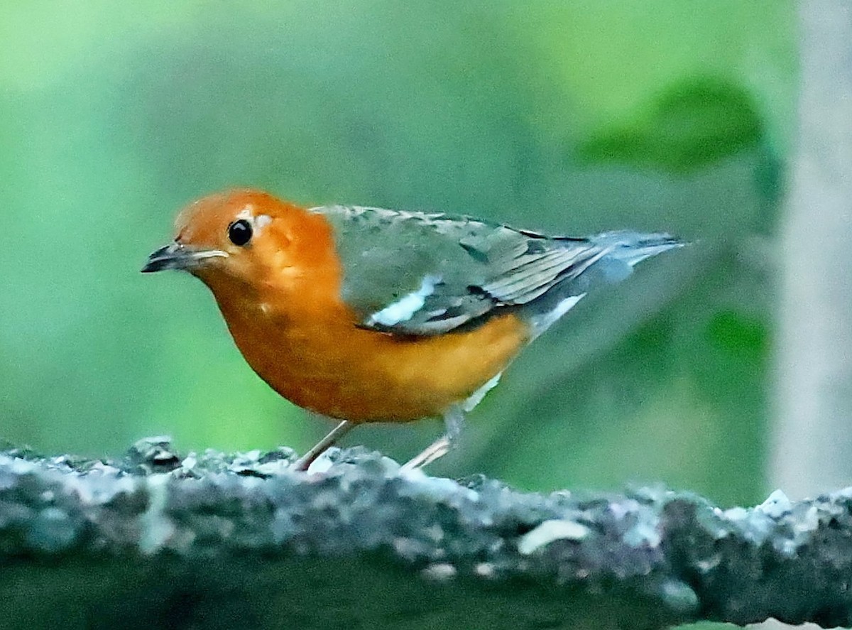 Orange-headed Thrush - Maciej  Kotlarski