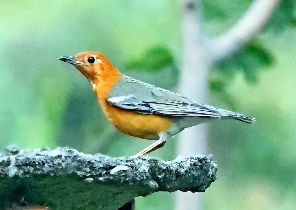 Orange-headed Thrush - Maciej  Kotlarski