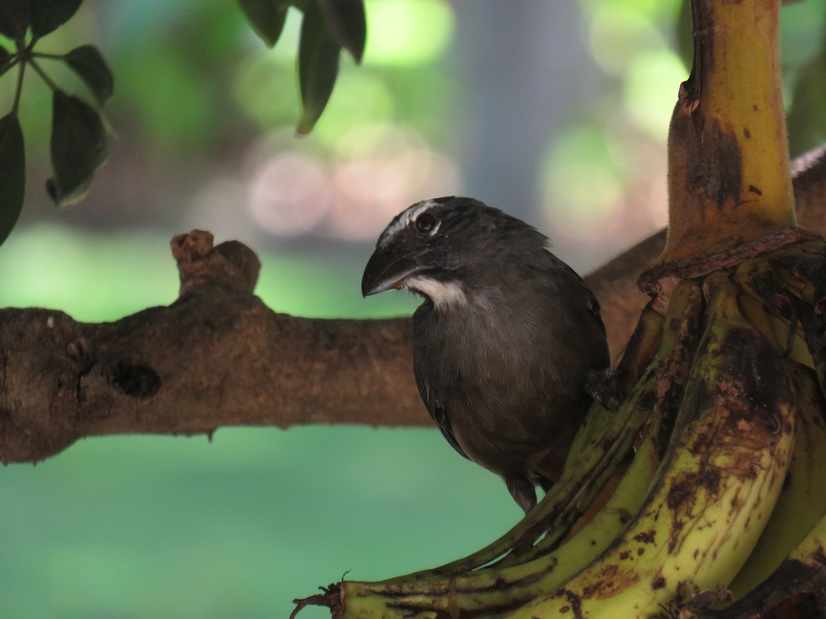 Cinnamon-bellied Saltator - ML423628471