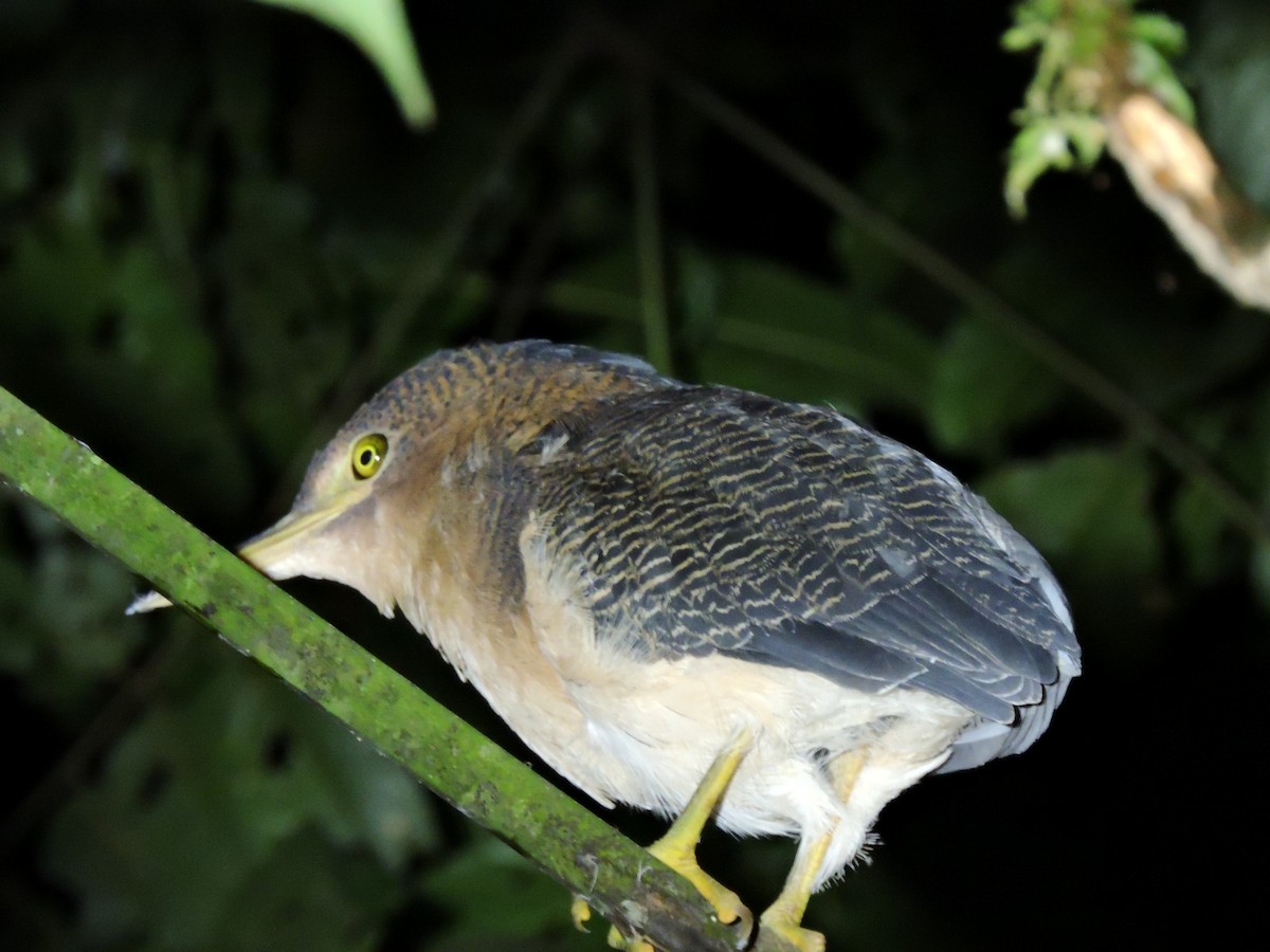 Zigzag Heron - ML423630201