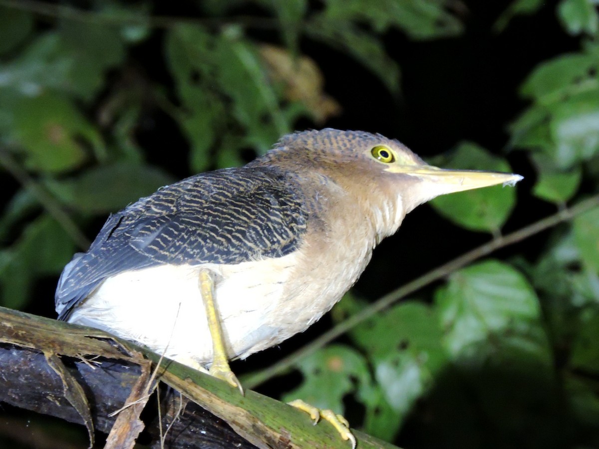 Zigzag Heron - ML423630211