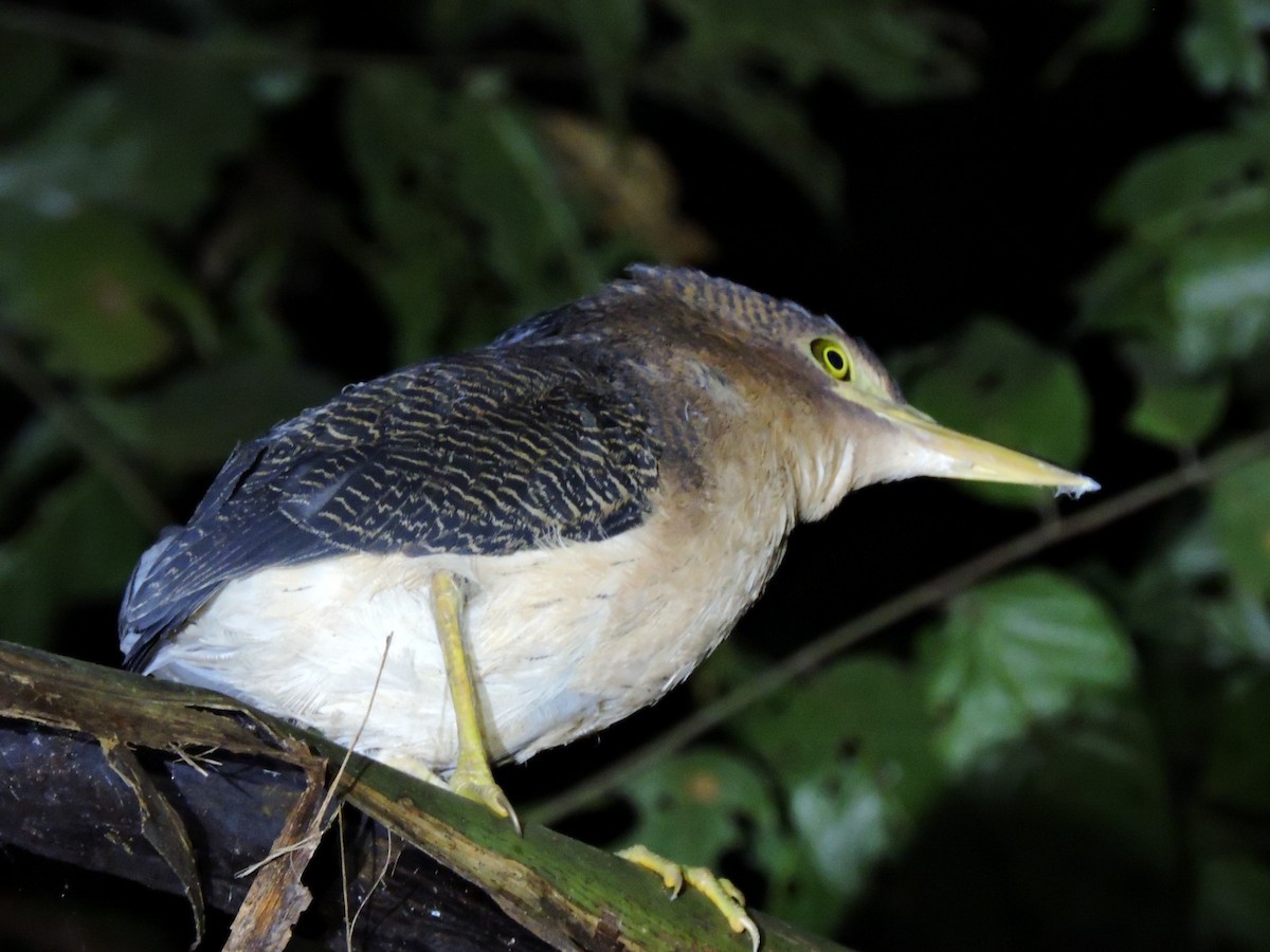 Zigzag Heron - ML423630251