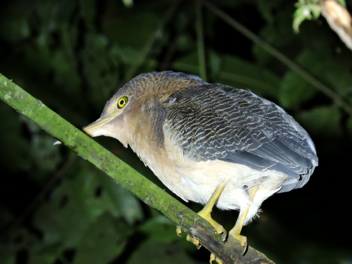 Zigzag Heron - ML423630261