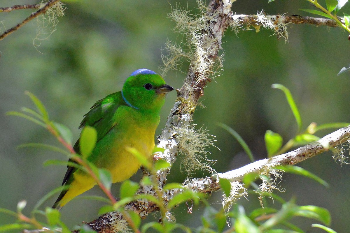 Golden-browed Chlorophonia - ML423630371