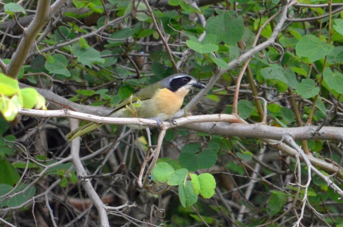 Olive Bushshrike - ML423630481