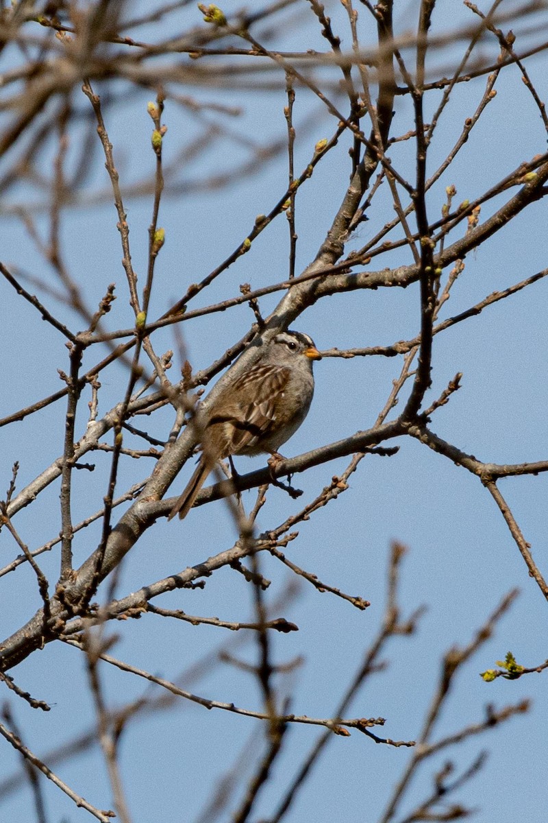 Bruant à couronne blanche - ML423630491