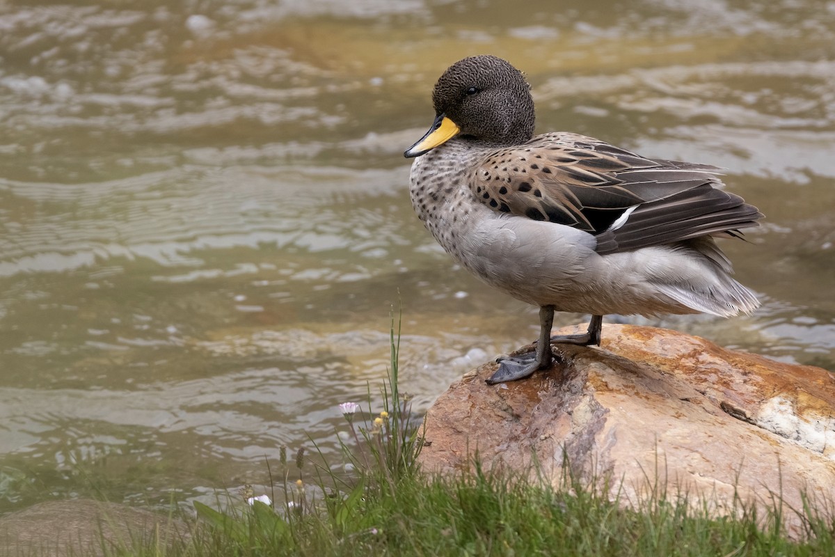 Yellow-billed Teal - Oscar Wainwright