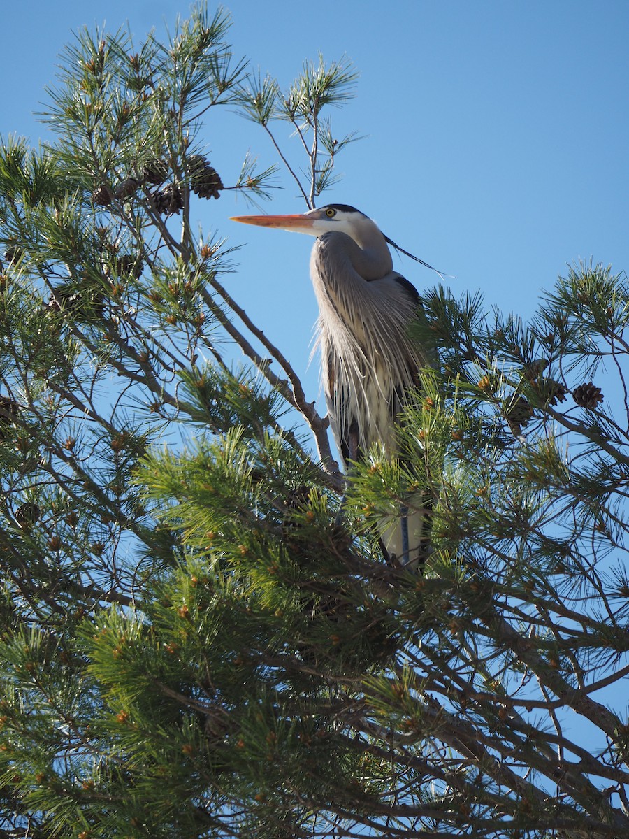 Garza Azulada - ML423633421