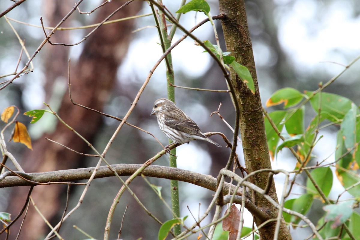 Purple Finch - ML423633431