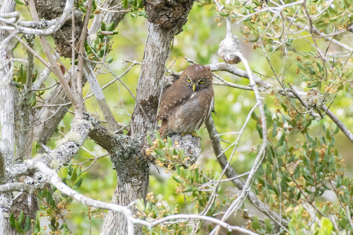 Austral Pygmy-Owl - ML423633521