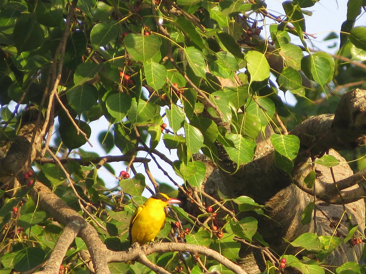 Black-naped Oriole - ML42363391