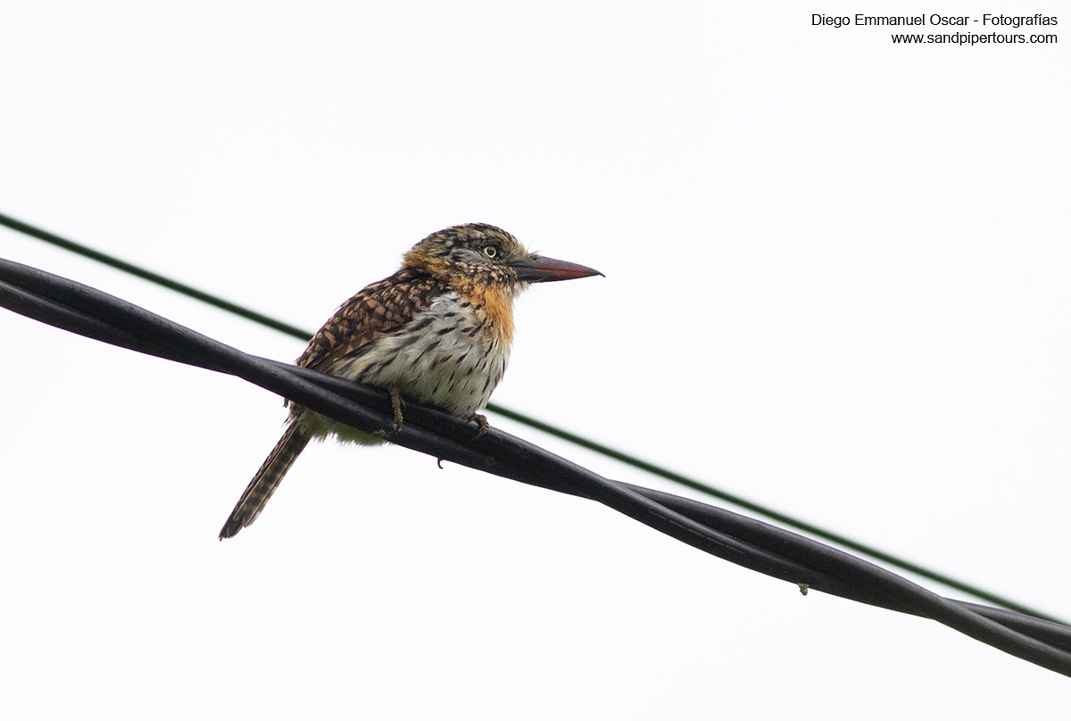 Spot-backed Puffbird - ML423635241