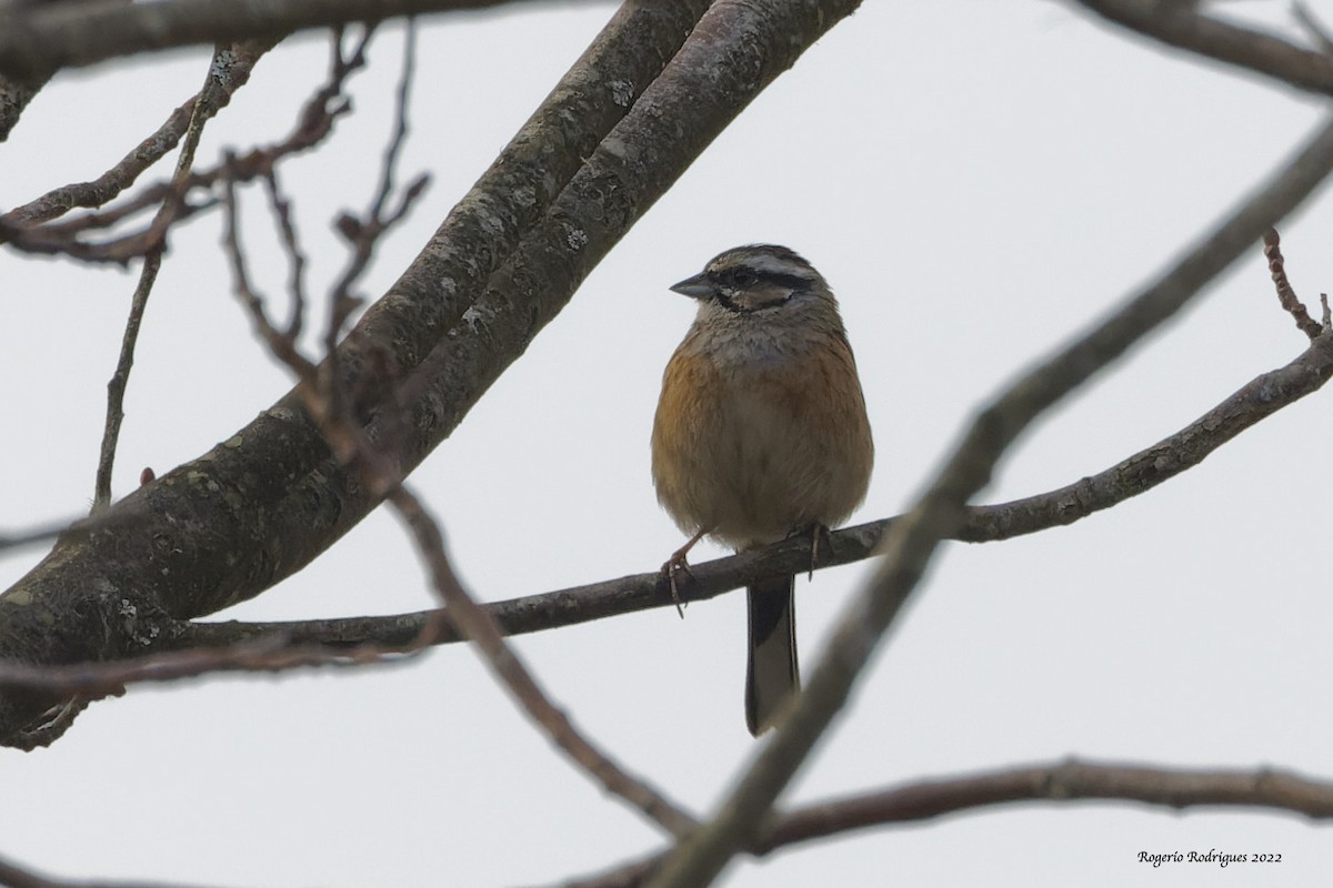 ヒゲホオジロ - ML423636501