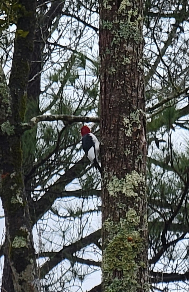 Red-headed Woodpecker - ML423637411