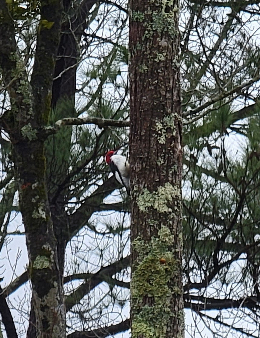 Red-headed Woodpecker - ML423637421