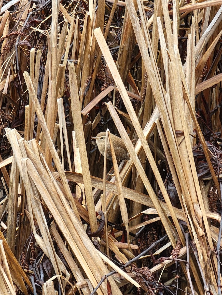 Winter Wren - ML423637511