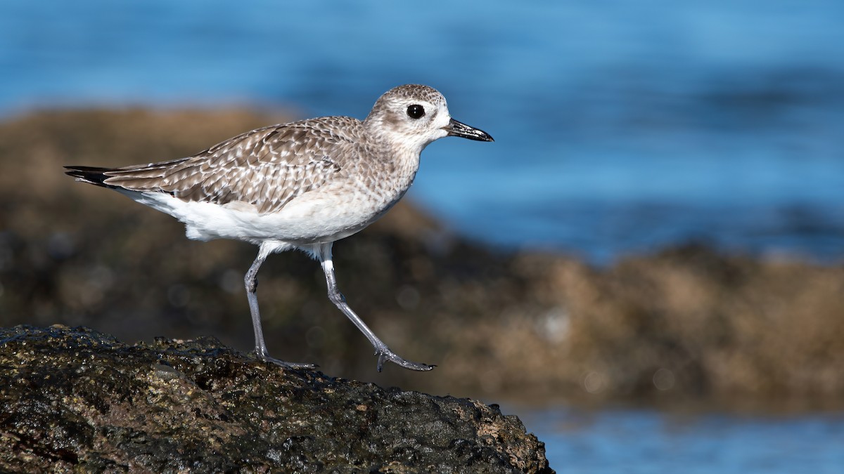 Black-bellied Plover - Mason Maron