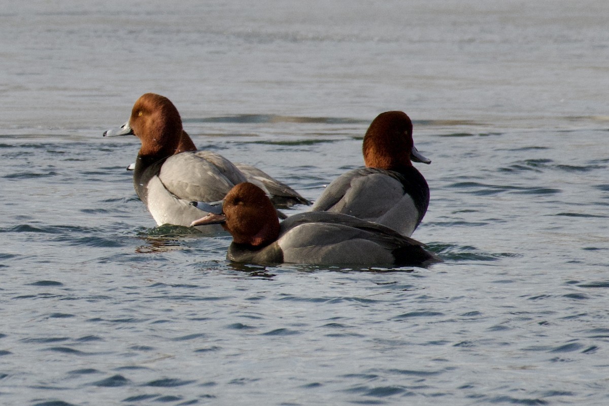 Redhead - ML423638771