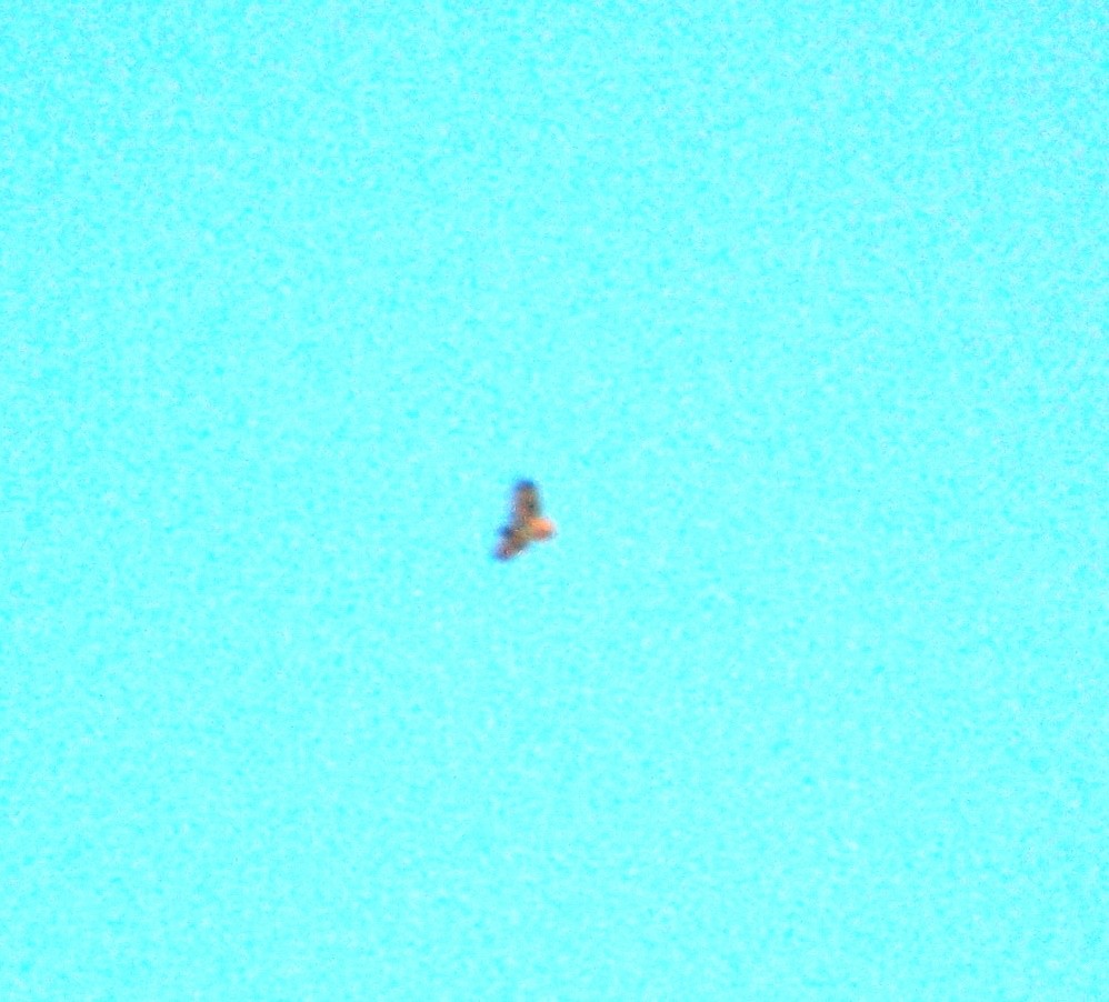 Red-tailed Hawk - ML423639091
