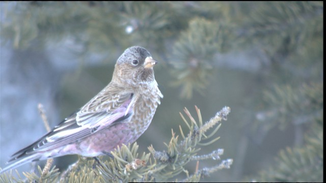 Brown-capped Rosy-Finch - ML423640