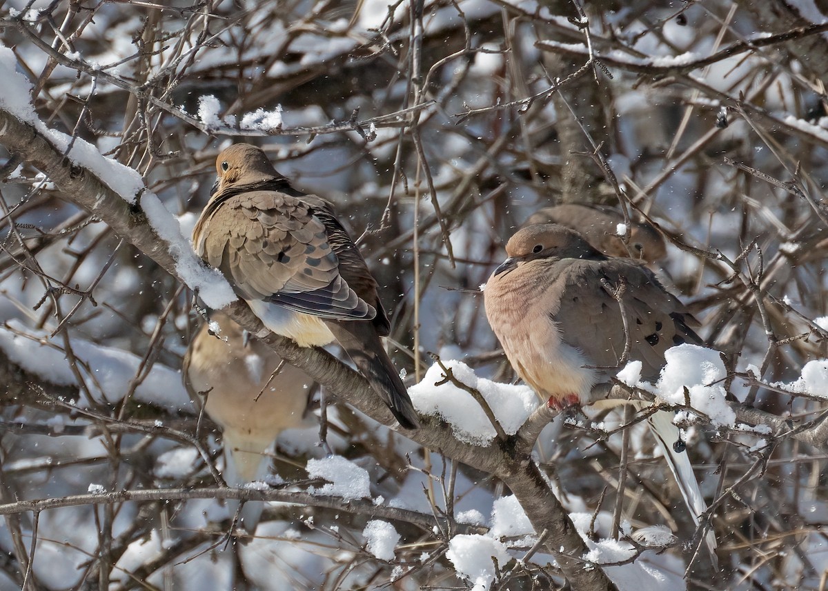 Mourning Dove - ML423640511