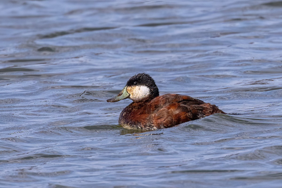 Ruddy Duck - Fred Moses