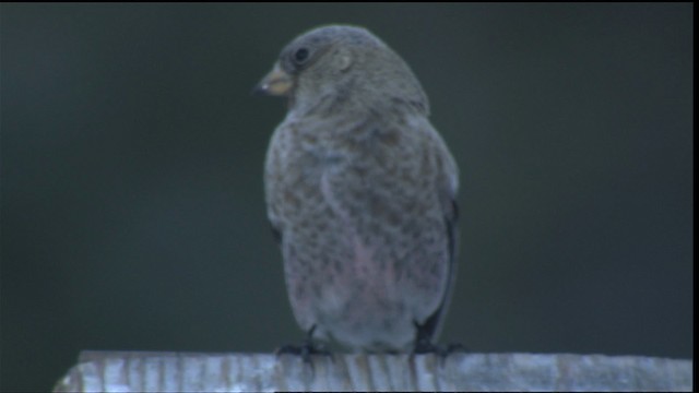 Brown-capped Rosy-Finch - ML423647