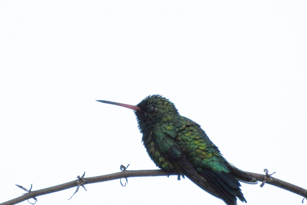 Glittering-bellied Emerald - ML423648881