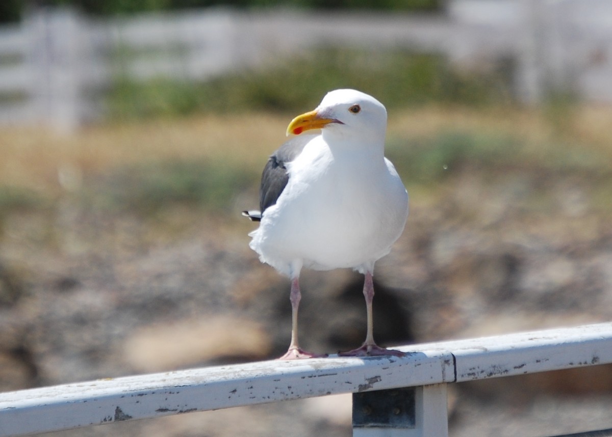 Western Gull - Bill Boeringer