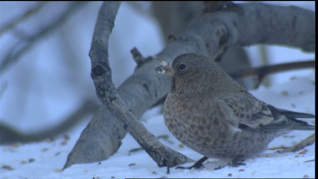 Brown-capped Rosy-Finch - ML423650