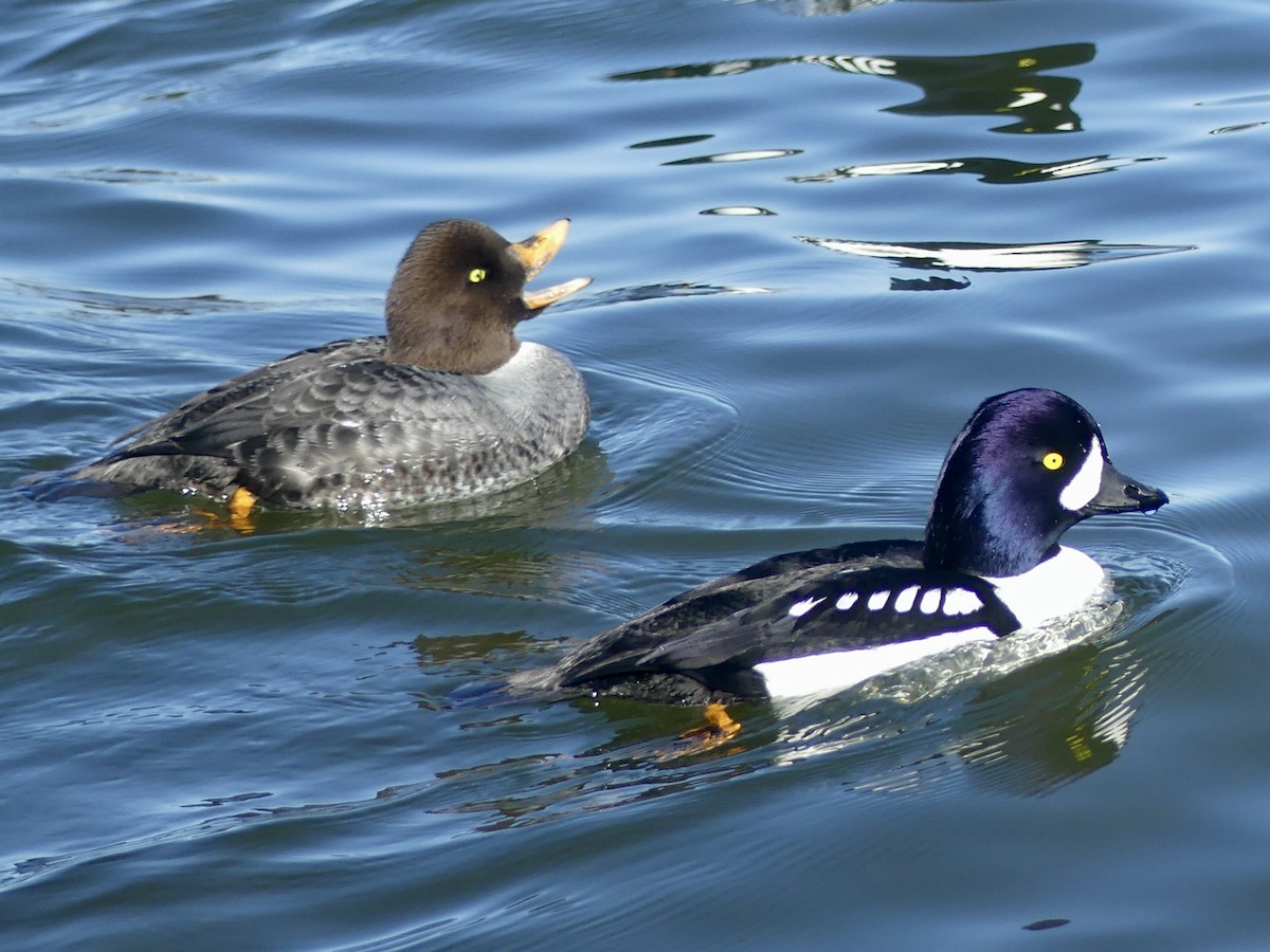 Barrow's Goldeneye - ML423650411