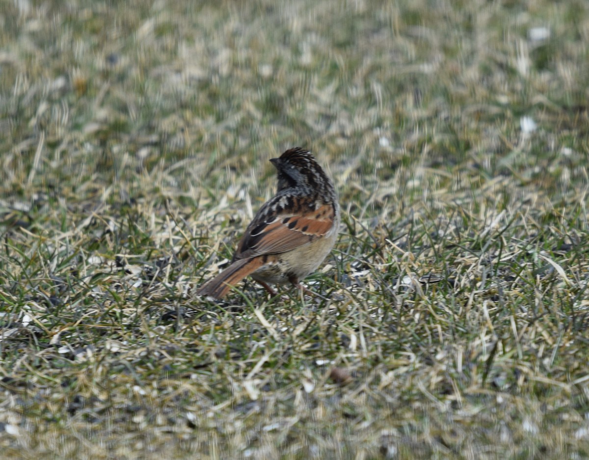 Swamp Sparrow - ML423652681