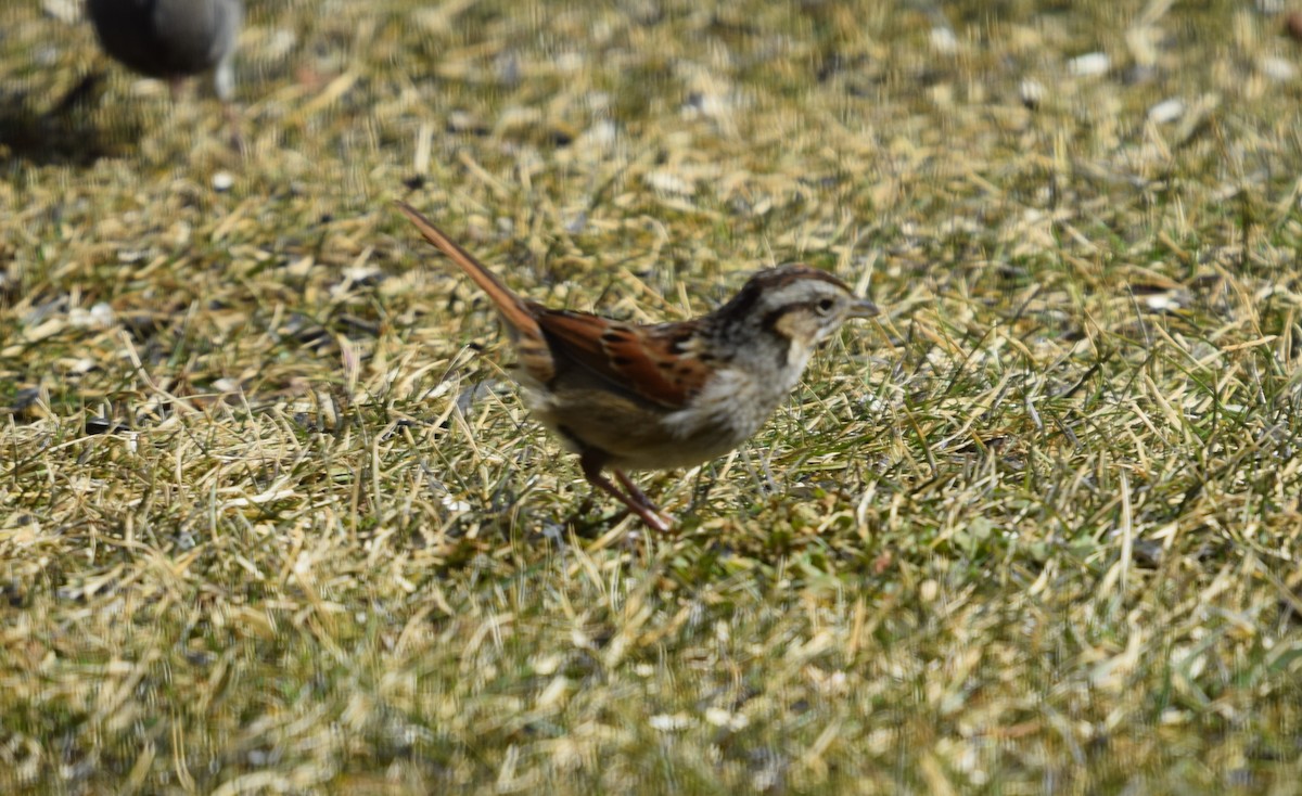 Swamp Sparrow - ML423652691