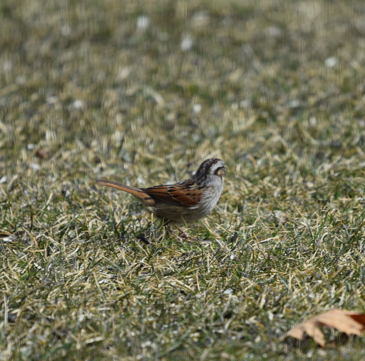 Swamp Sparrow - ML423652701