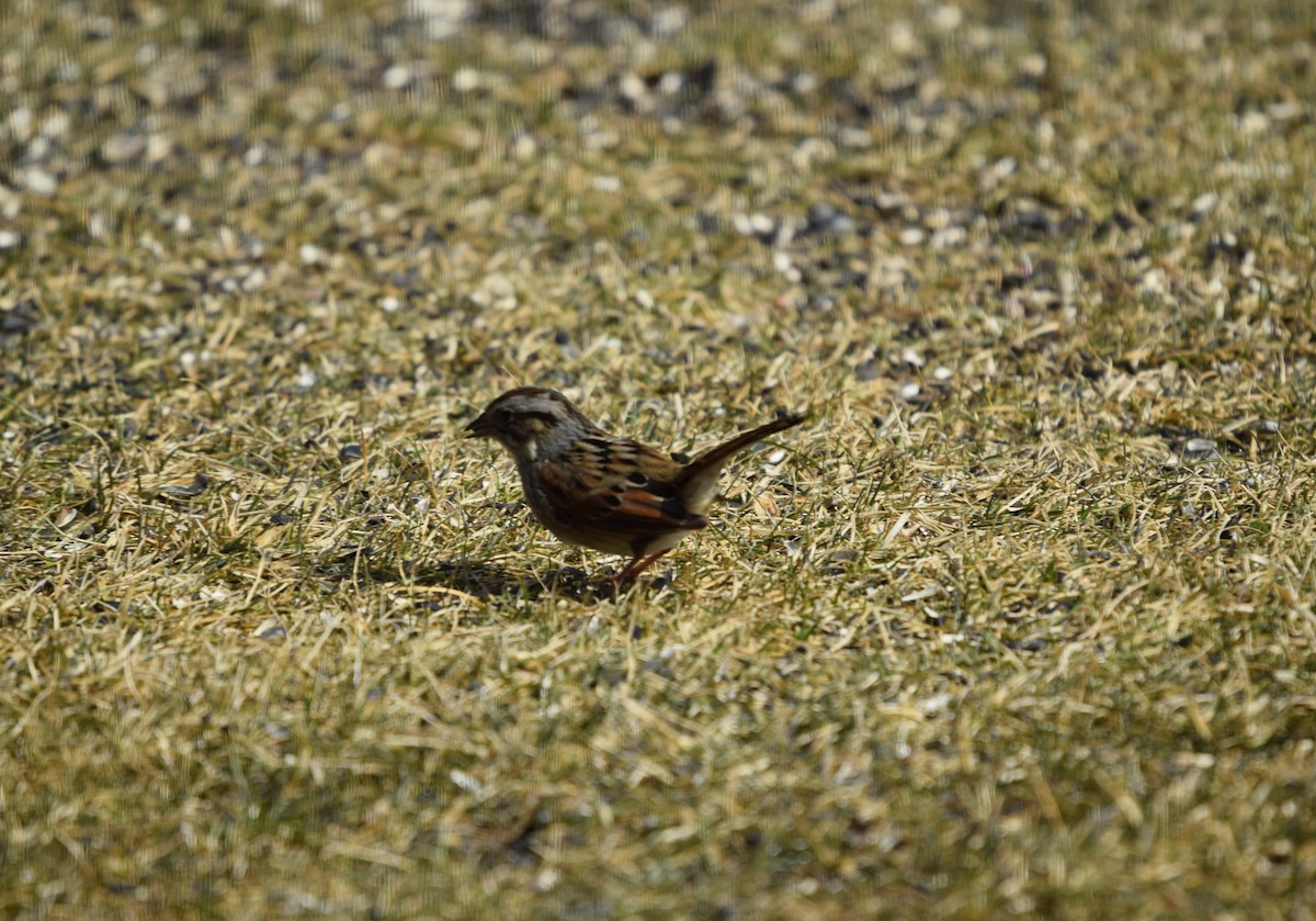 Swamp Sparrow - ML423652711