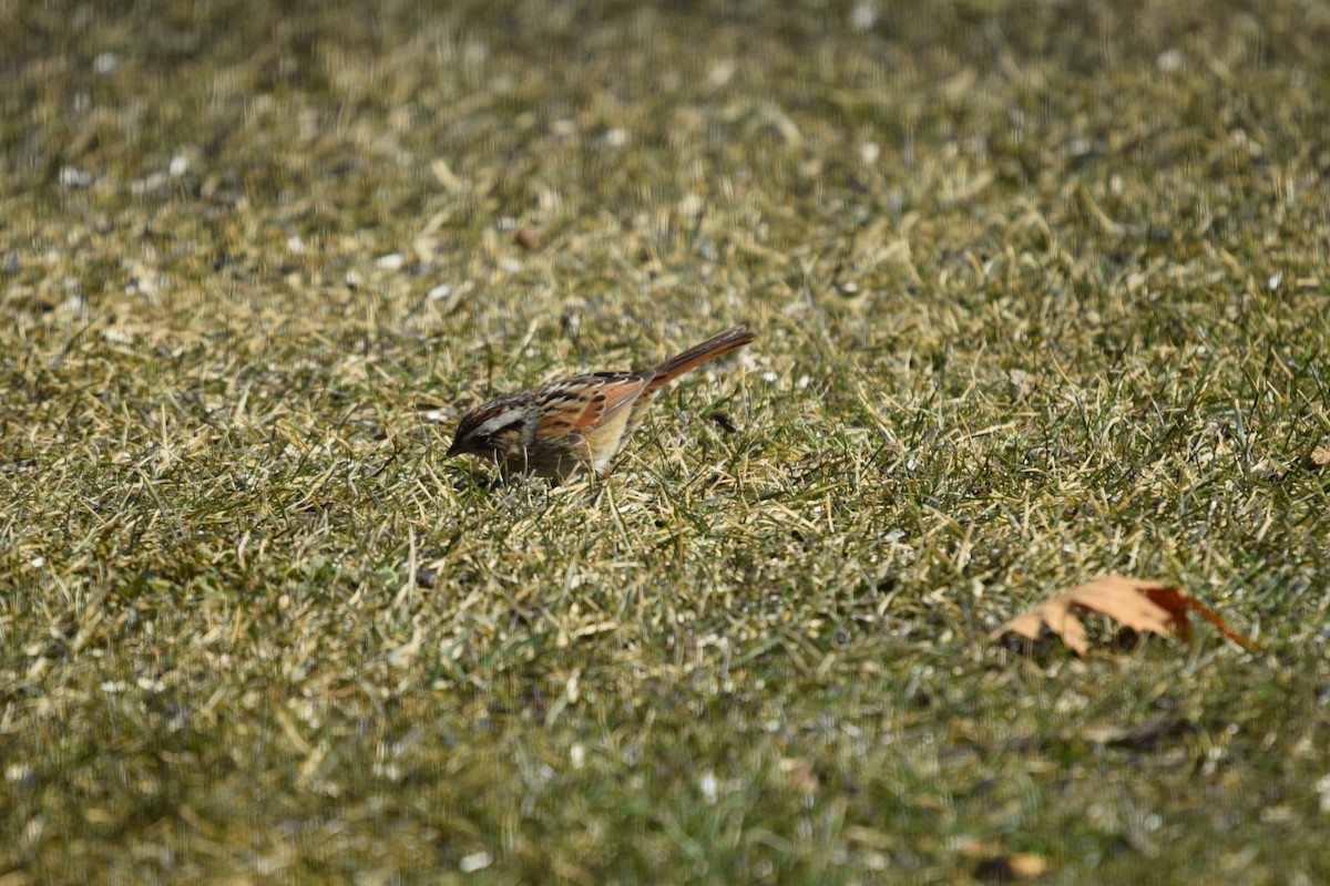 Swamp Sparrow - ML423652721