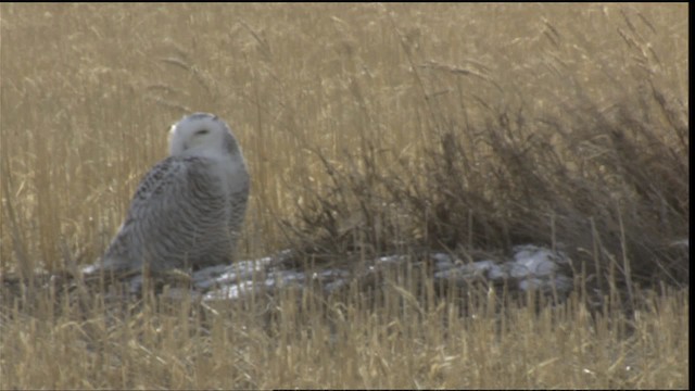 Snowy Owl - ML423654