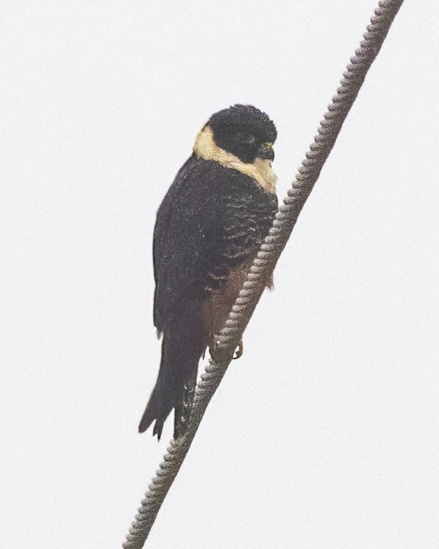 Bat Falcon - ML423654881