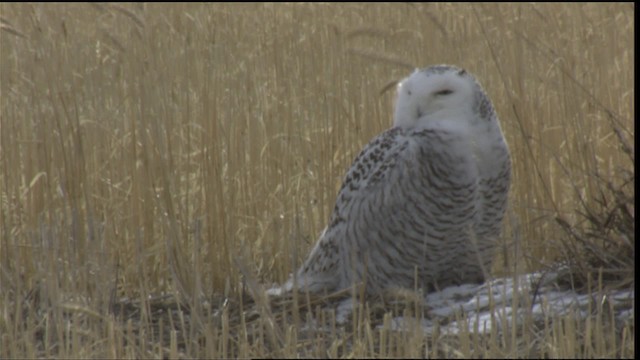Snowy Owl - ML423655