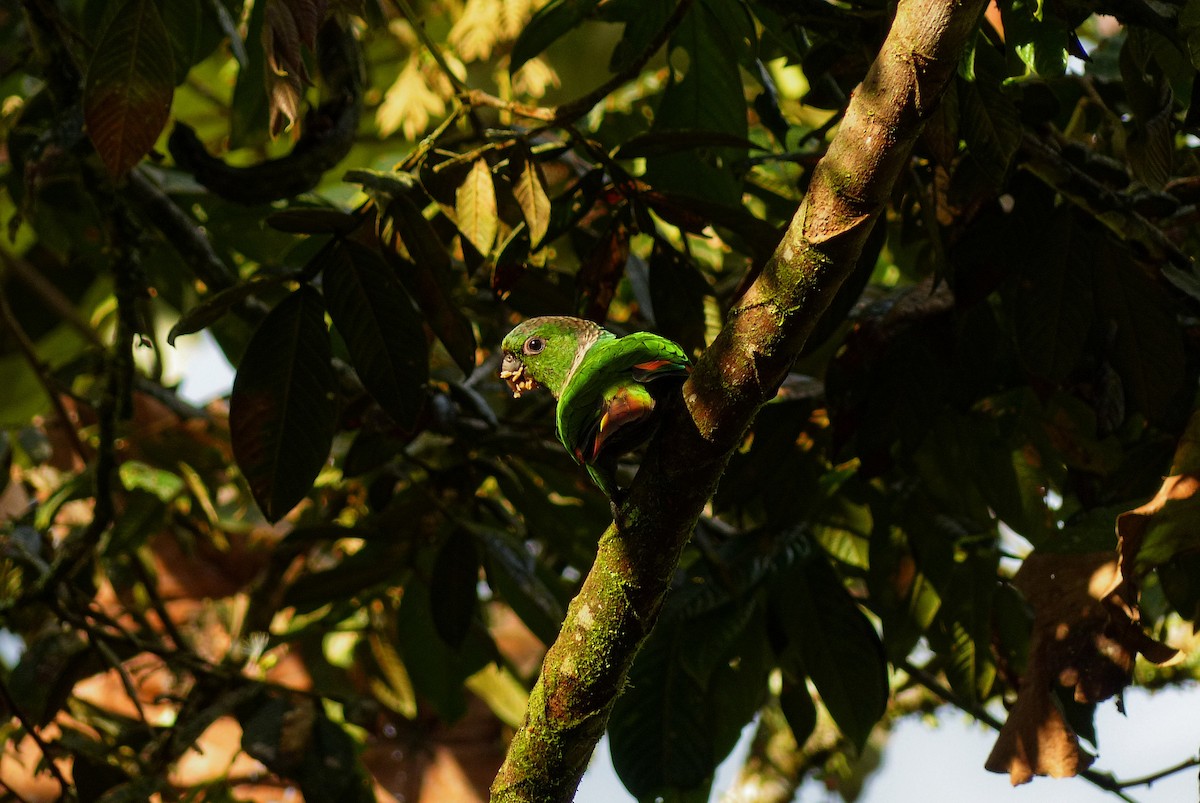 Maroon-tailed Parakeet - Jesse  M. Rubenstein