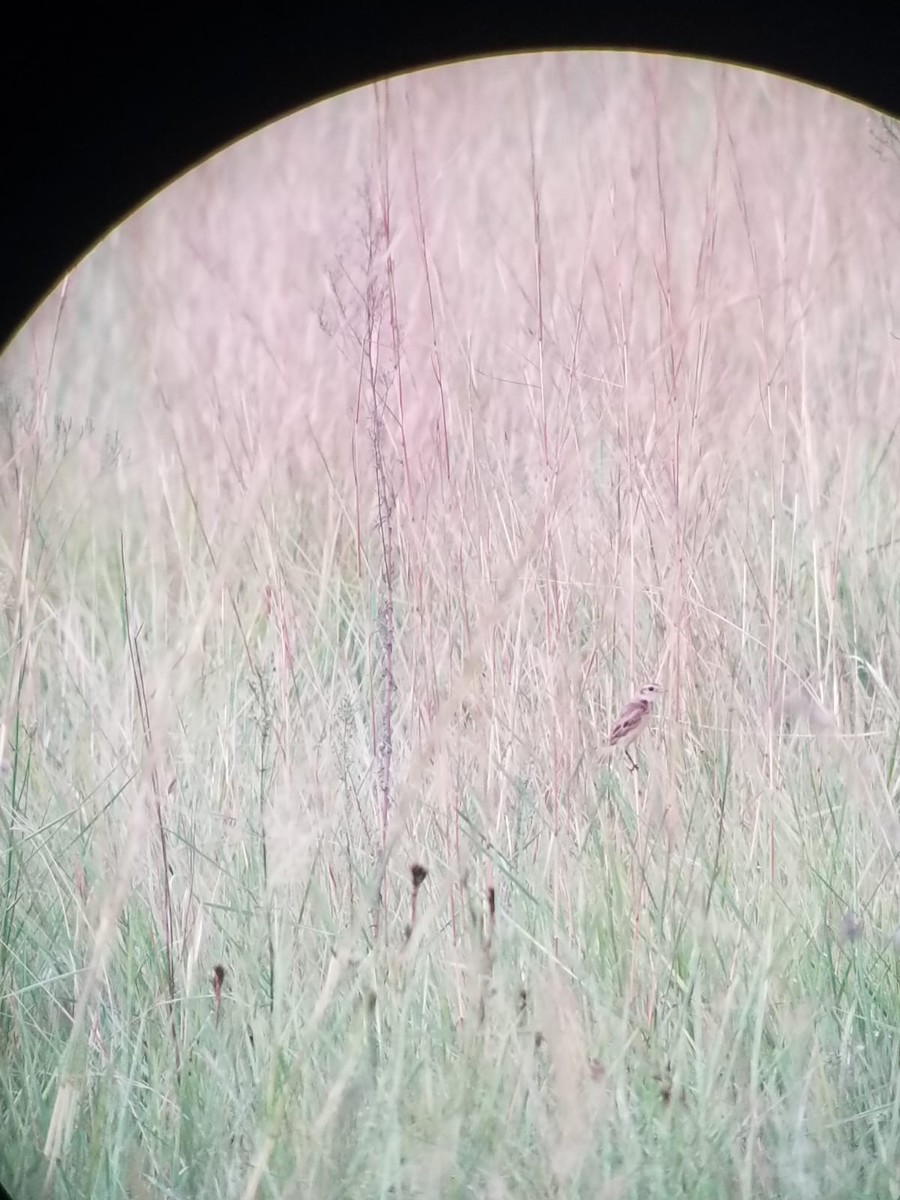 Strange-tailed Tyrant - ML423655321