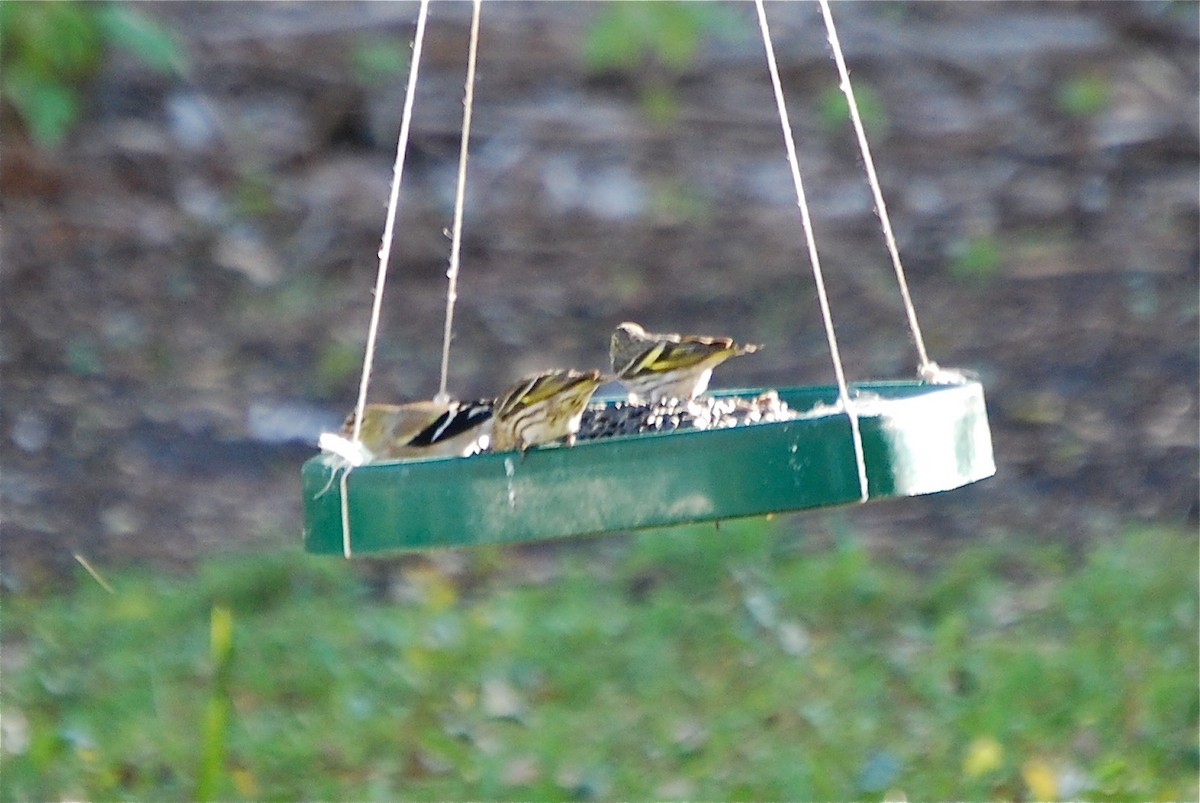 American Goldfinch - ML423655381