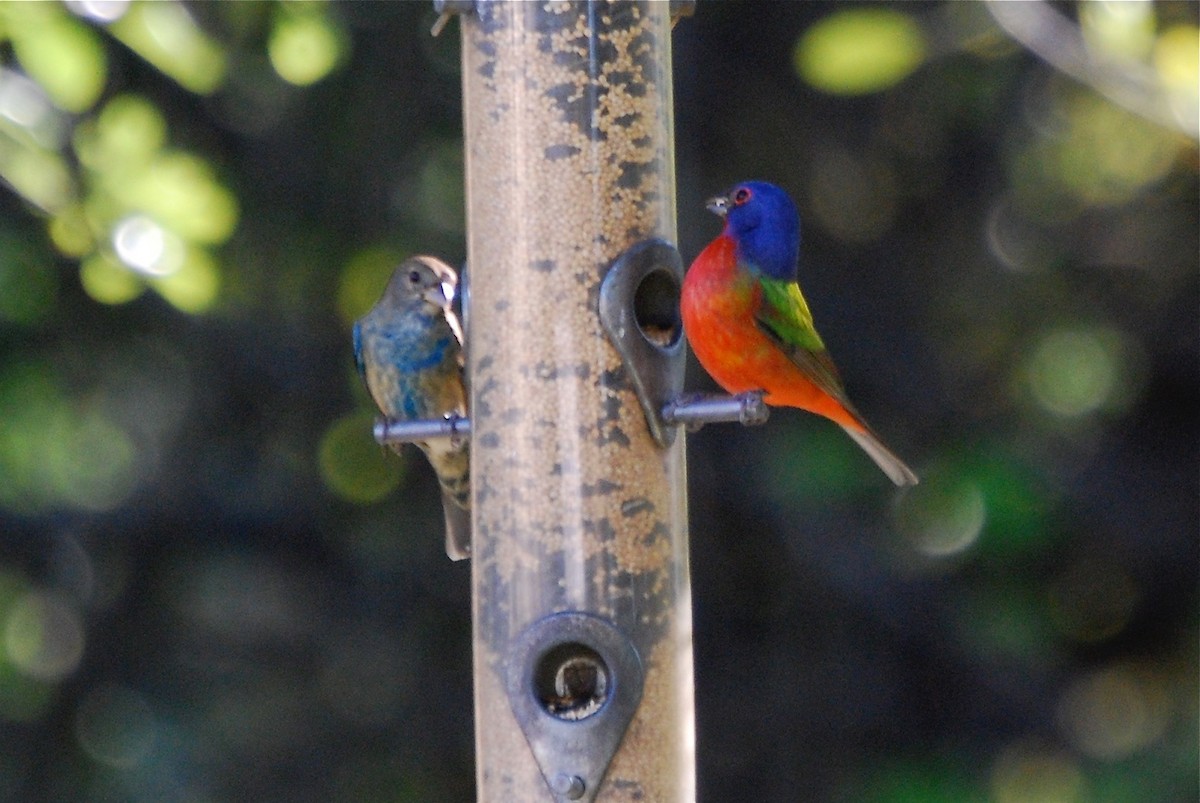 Indigo Bunting - ML423655761