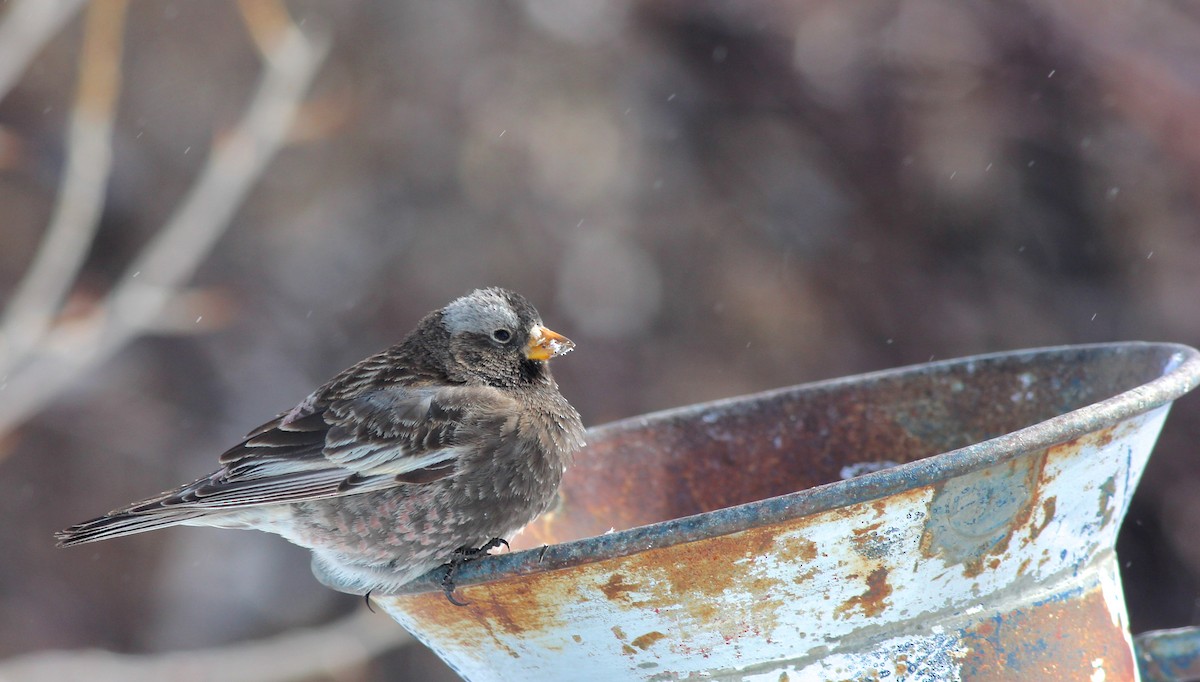 Black Rosy-Finch - ML42365711