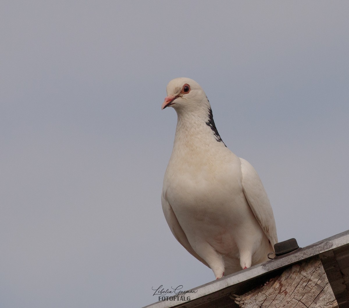Rock Pigeon (Feral Pigeon) - ML423657711