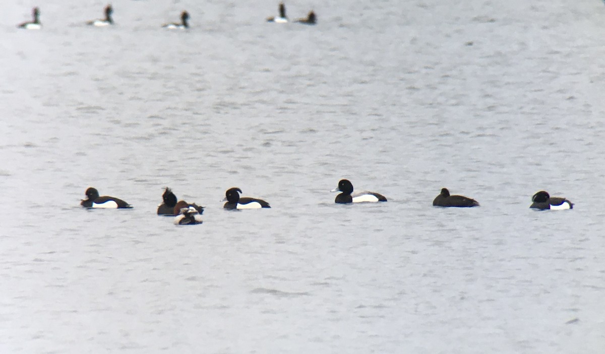 Greater Scaup - ML423657731